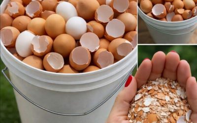 Don’t throw them away. Boil the shells and say goodbye… Show more