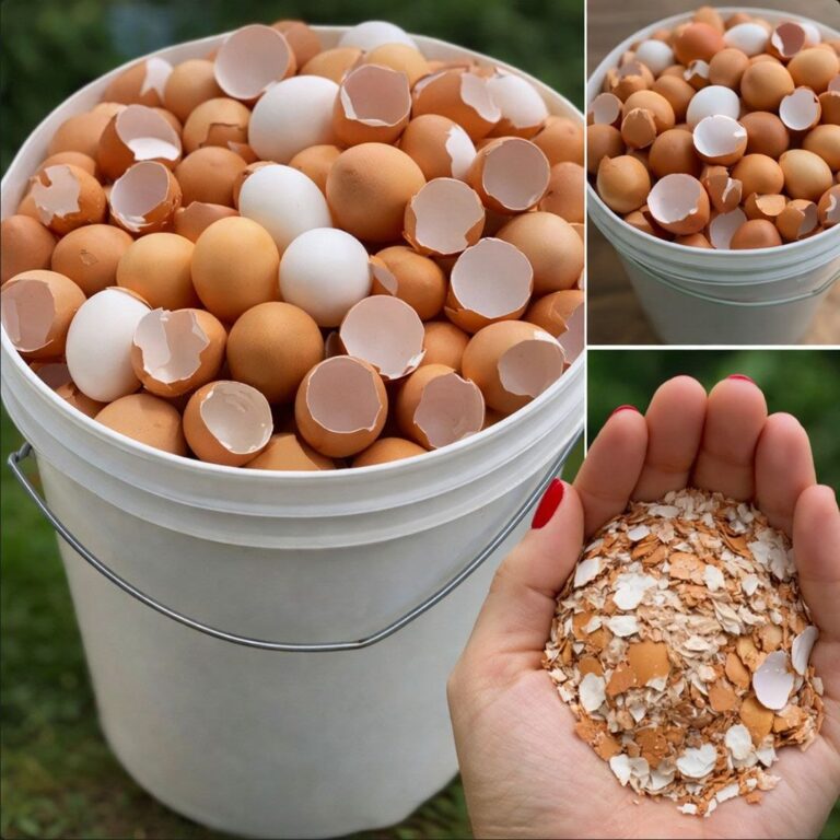 Don’t throw them away. Boil the shells and say goodbye… Show more