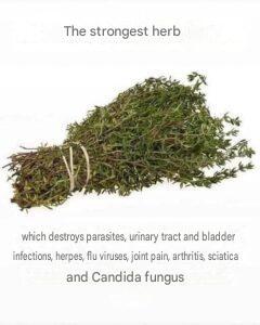 THE MOST POWERFUL HERB THAT KILLS PARASITES, BOWEL AND BLADDER INFECTIONS, HERPES AND FLU VIRUSES